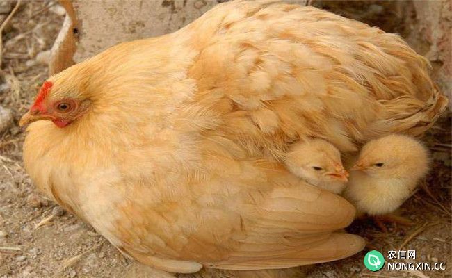 母鸡抱窝怎么办 如何防止母鸡抱窝