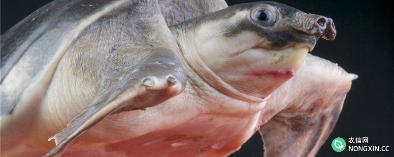 猪鼻龟吃鱼吗，可以和鱼一起养吗