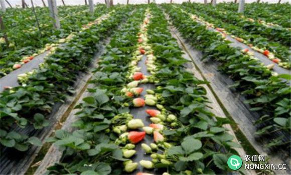 草莓施肥时间和方法 草莓施肥用什么肥料