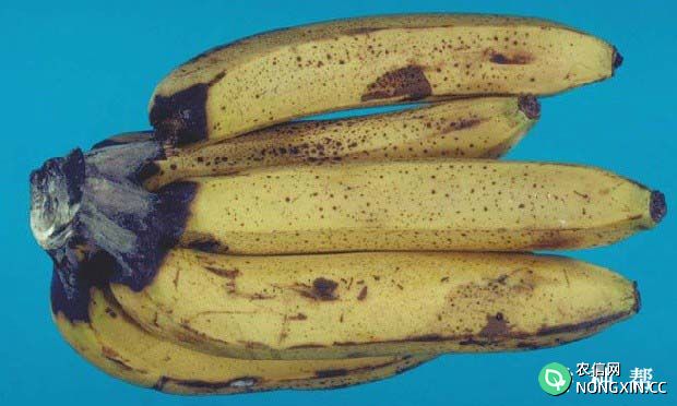 香蕉冠腐病有哪些危害如何防治附图片