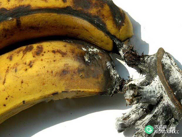 香蕉冠腐病有哪些危害如何防治附图片
