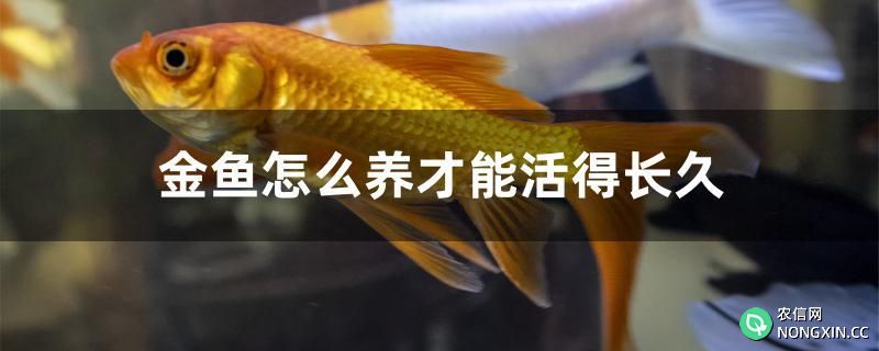 金鱼怎么养才能活得长久