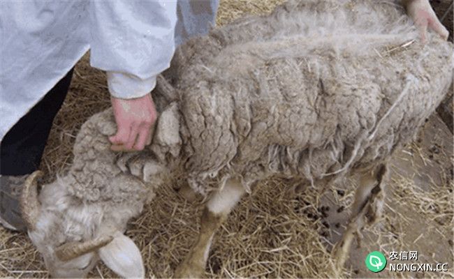 山羊疥螨病的症状表现、治疗方法与预防措施
