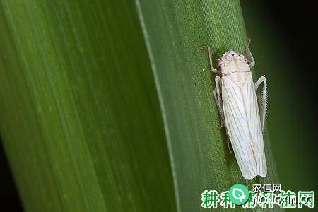 种植水稻如何防治白翅叶蝉