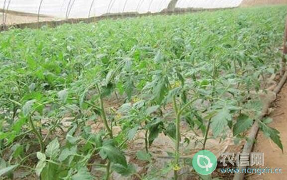 黄瓜怎么施肥才能高产，黄瓜施用肥料的常用方法