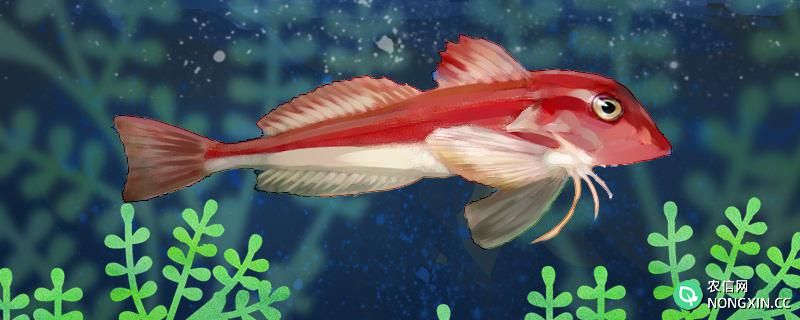 红娘鱼是海鱼吗，能养殖吗