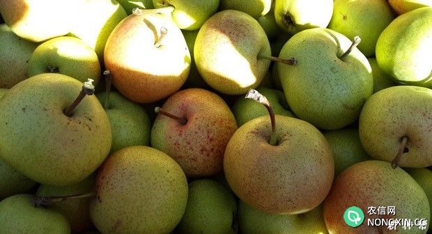 苹果梨含有哪些营养成分