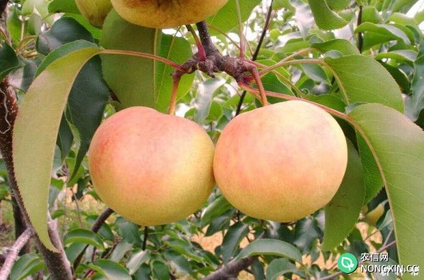 苹果梨含有哪些营养成分