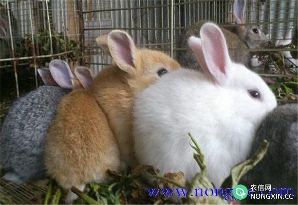 家兔换毛类型包括哪些类型