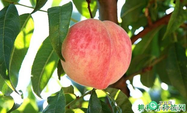 桃树种植如何选择桃树品种 需要考虑什么