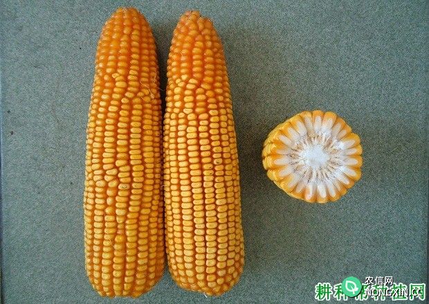玉米种子有什么特性