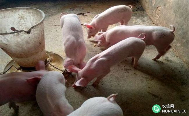保育猪的饲养管理要点