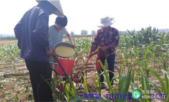 春玉米要稳施氮肥