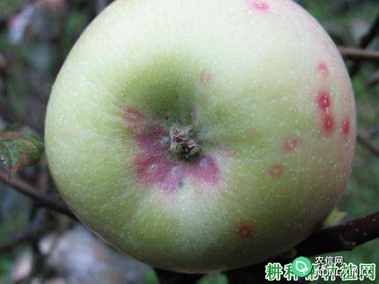 种植苹果如何防治梨圆蚧
