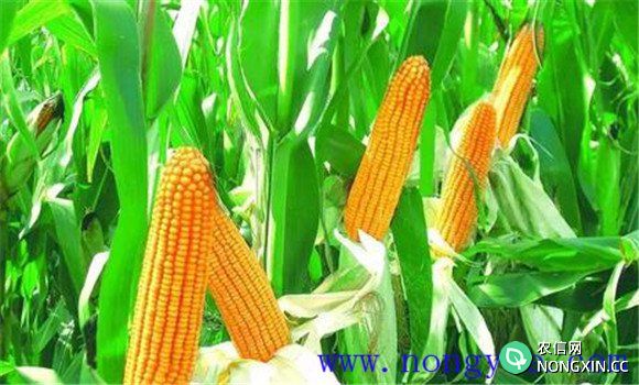 掌握玉米生长周期的意义