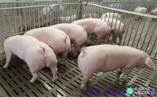 如何搞好母猪夏季饲养管理与疾病预防