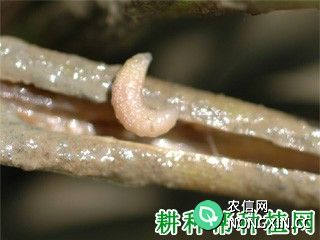 种植水稻如何防治长腿水叶甲