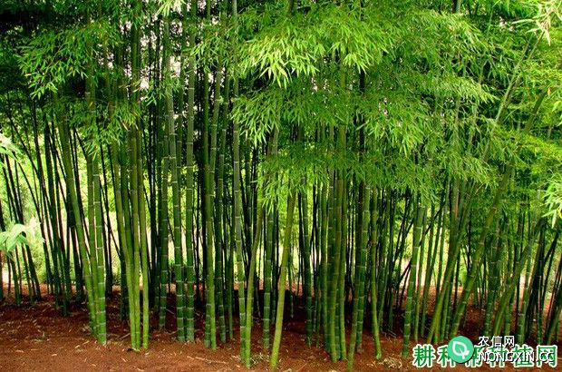 竹笋的生长过程是怎么样