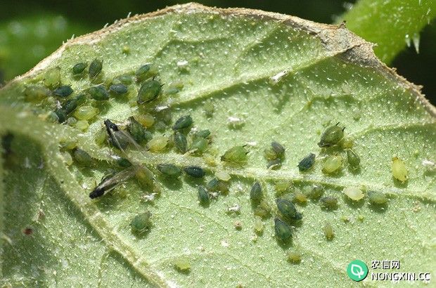 西瓜的蚜虫如何防治