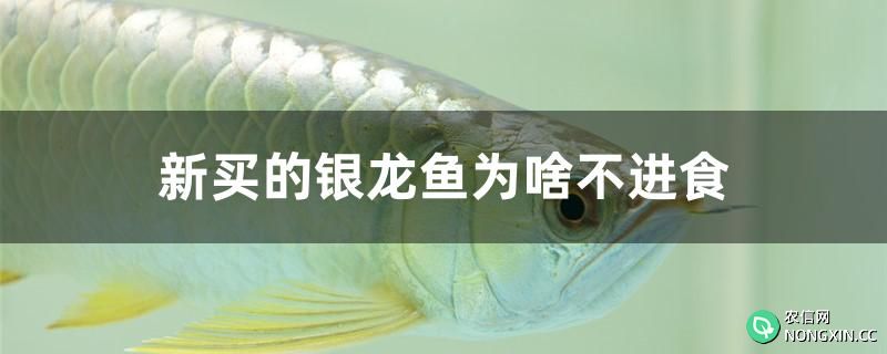 新买的银龙鱼为啥不进食