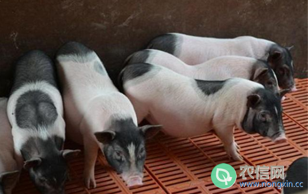 香猪的饲养方法，香猪的饲喂注意事项(1)
