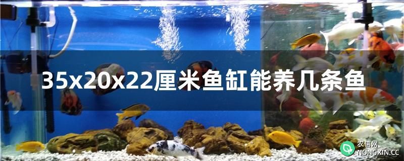 35x20x22厘米鱼缸能养几条鱼