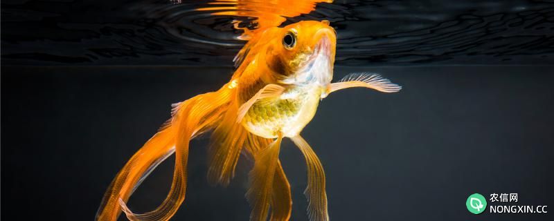 金鱼产卵后水浑是什么原因，怎么办