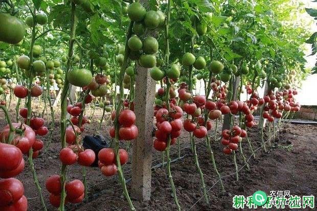 给番茄喷施叶面肥需要注意什么