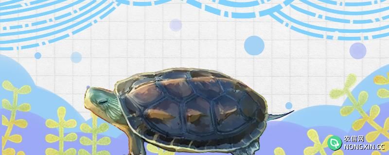 花龟是水龟吗，水位多高合适