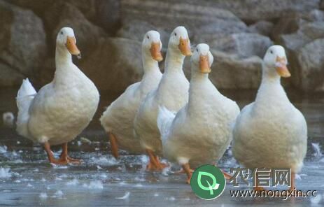 肉鸭品种之北京鸭