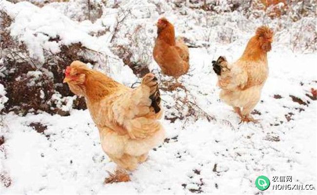 鸡群秋冬季常见疾病症状及治疗