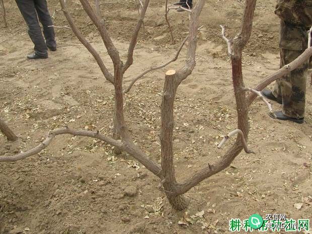 枣树的根系有哪些特点