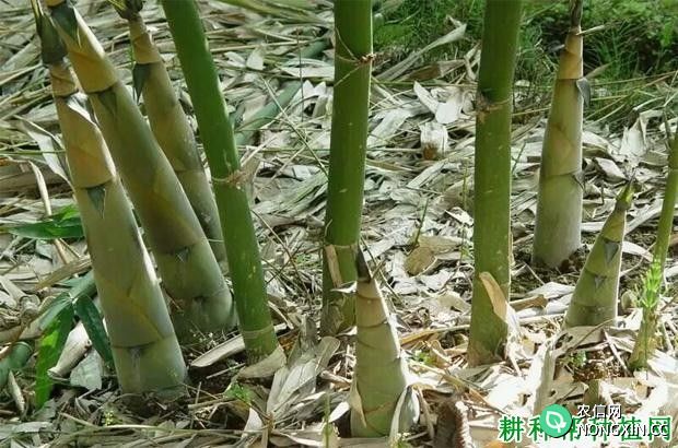 丛生型笋用竹有什么特点