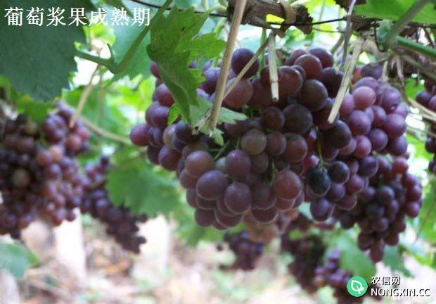 葡萄一年的生长发育分哪些时期