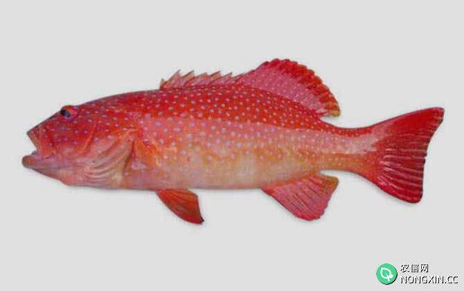 红星石斑鱼