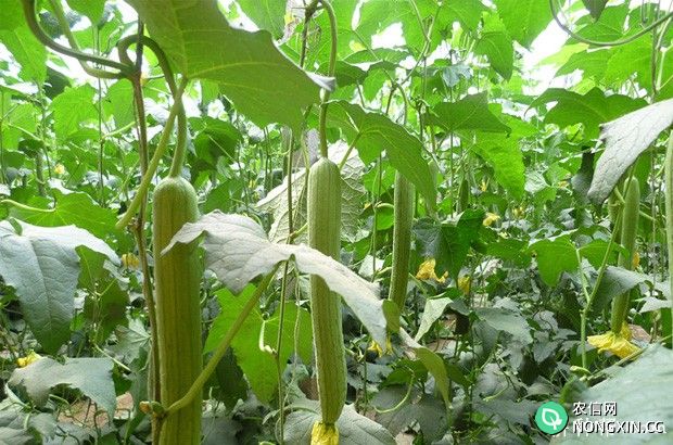 温室冬春茬丝瓜如何种植