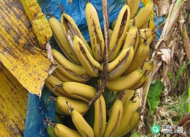 香蕉缺钙会怎么样附香蕉缺钙症图片