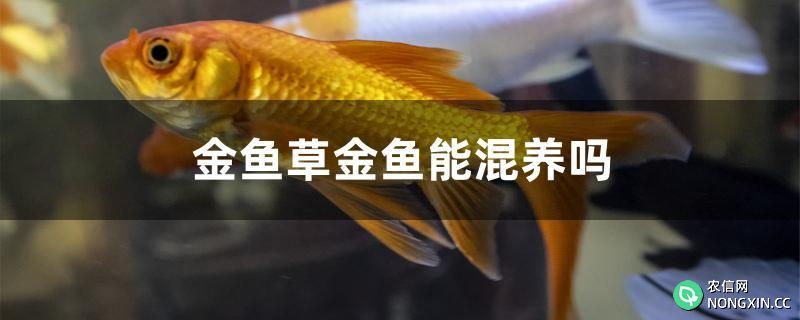 金鱼草金鱼能混养吗