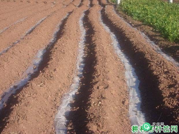 种植甘蔗盖地膜有什么好处 需要注意什么