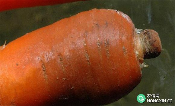 如何防治胡萝卜软腐病