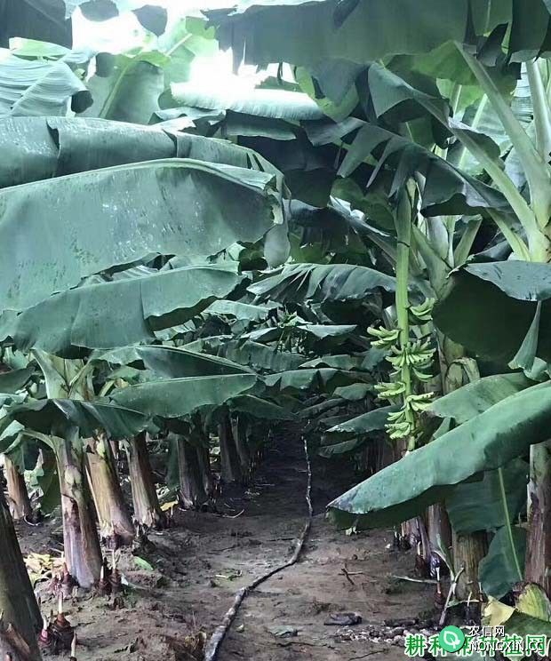 铜肥对香蕉生长起什么作用