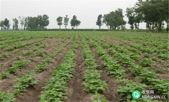 绿豆种植管理方法