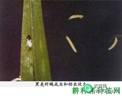 种植小麦如何防治黑麦秆蝇