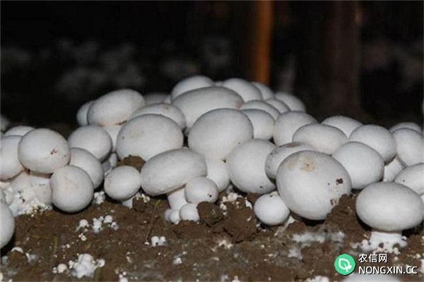 蘑菇土法施肥可增产