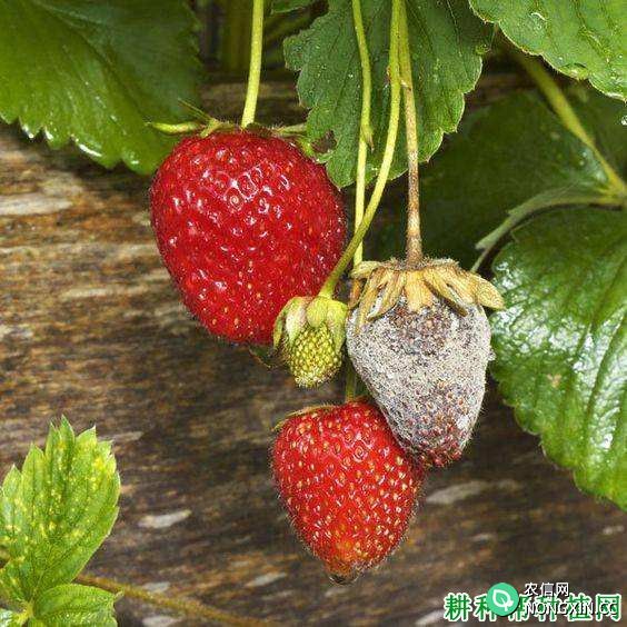 大棚草莓灰霉病防治方法