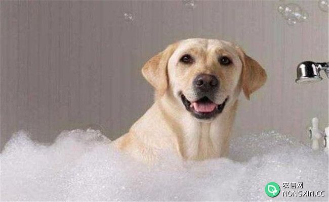 给犬洗澡要注意什么