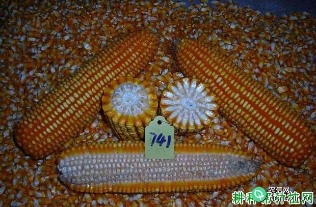 高优一号玉米品种好不好