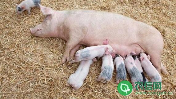 怎么判断母猪是否难产，三种方法辨别母猪难产