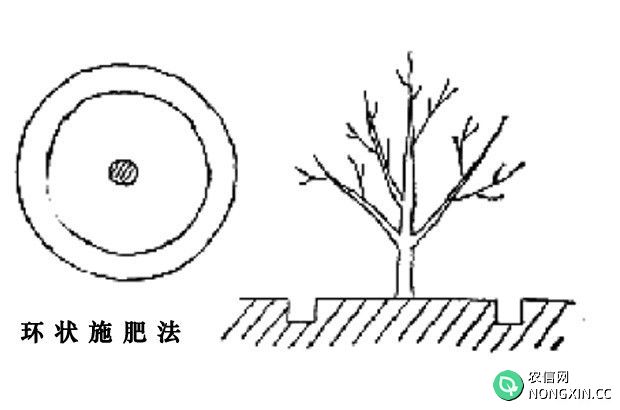 板栗树采用如何施锌硼肥