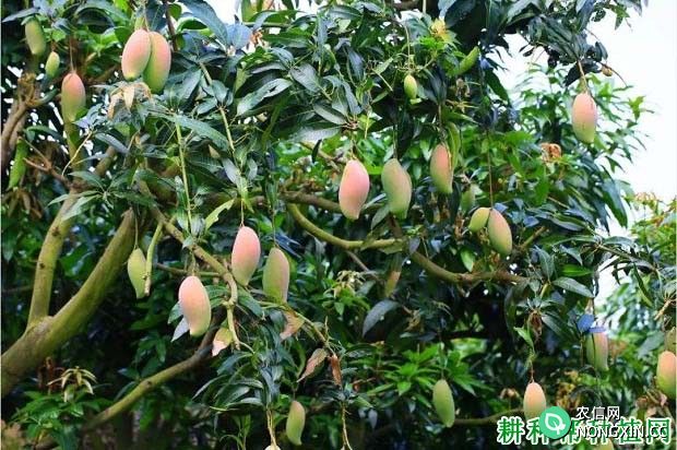 种植反季节芒果如何提高产量